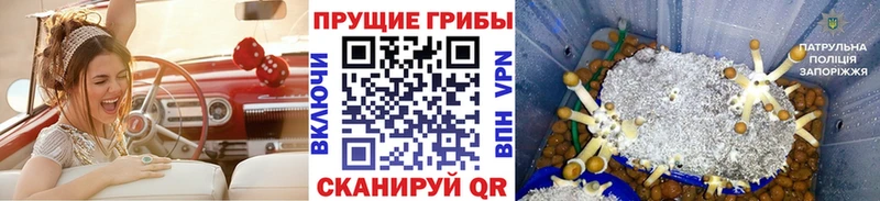 это какой сайт  Тулун  Псилоцибиновые грибы Psilocybine cubensis 